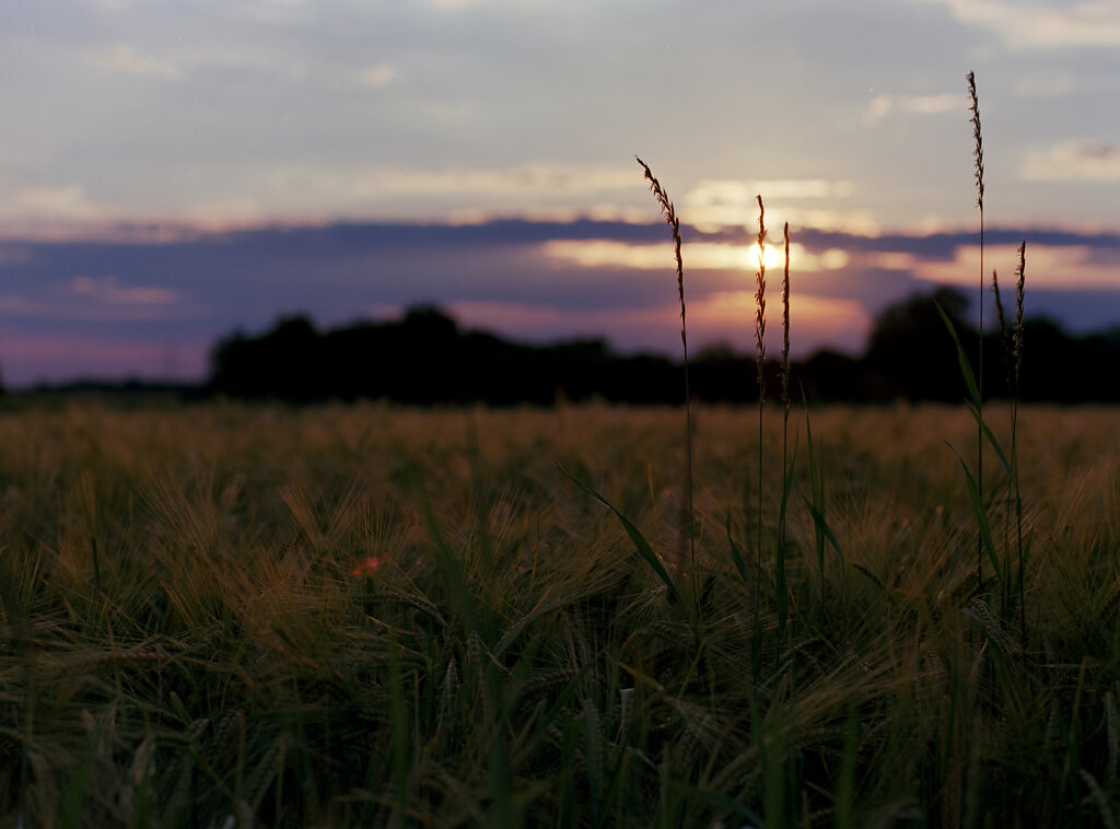 Ähren im Sonnenuntergang