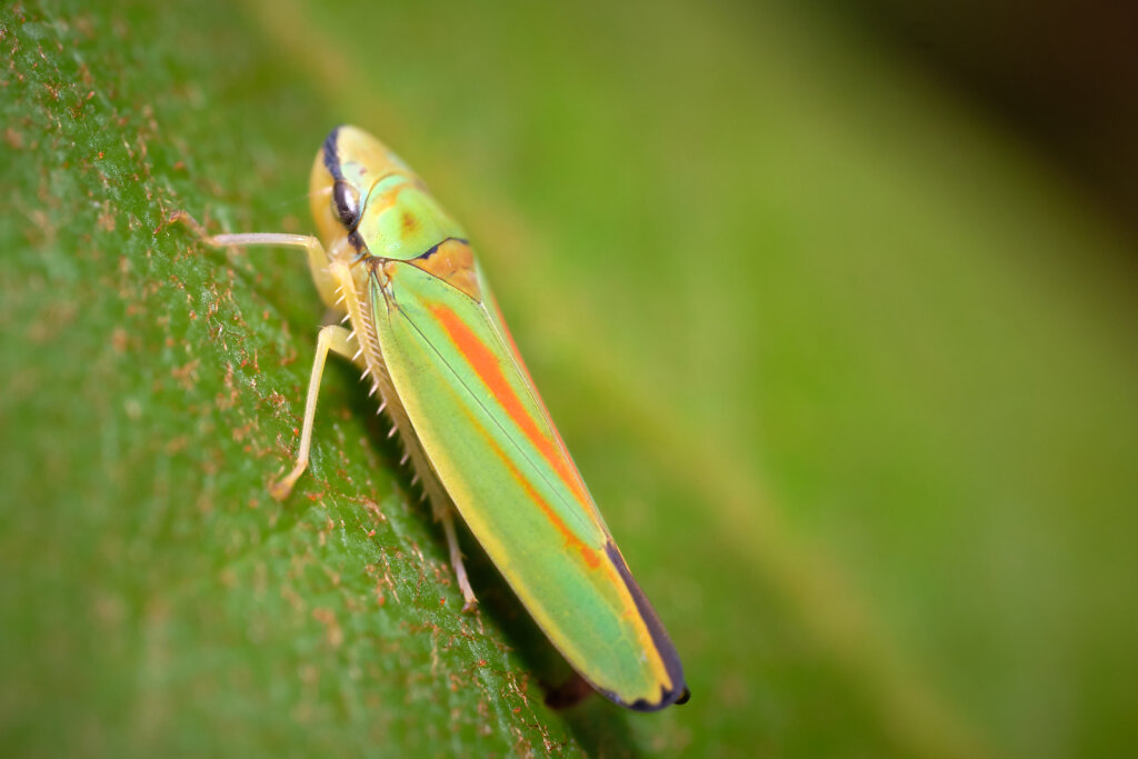Colorful Leafhoppers I