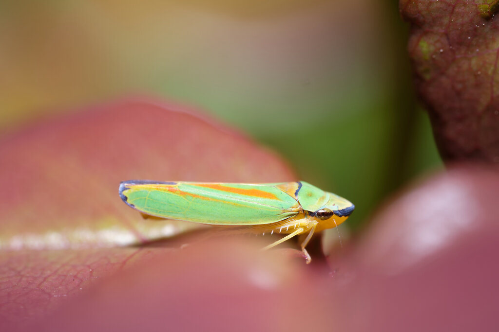 Colorful Leafhoppers II