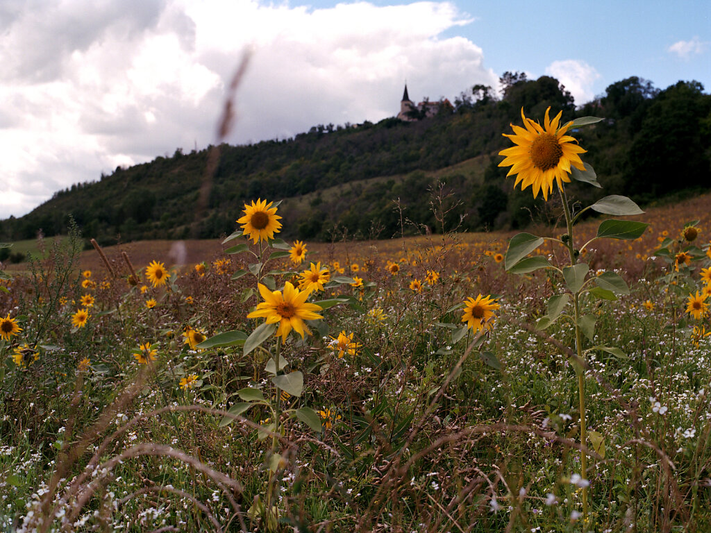 Sonnenblumenfeld