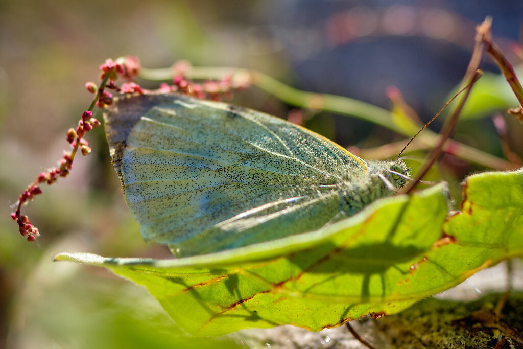 Beautiful Butterflies IV