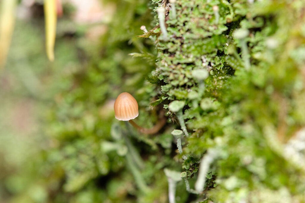 Cute Little Mushrooms II