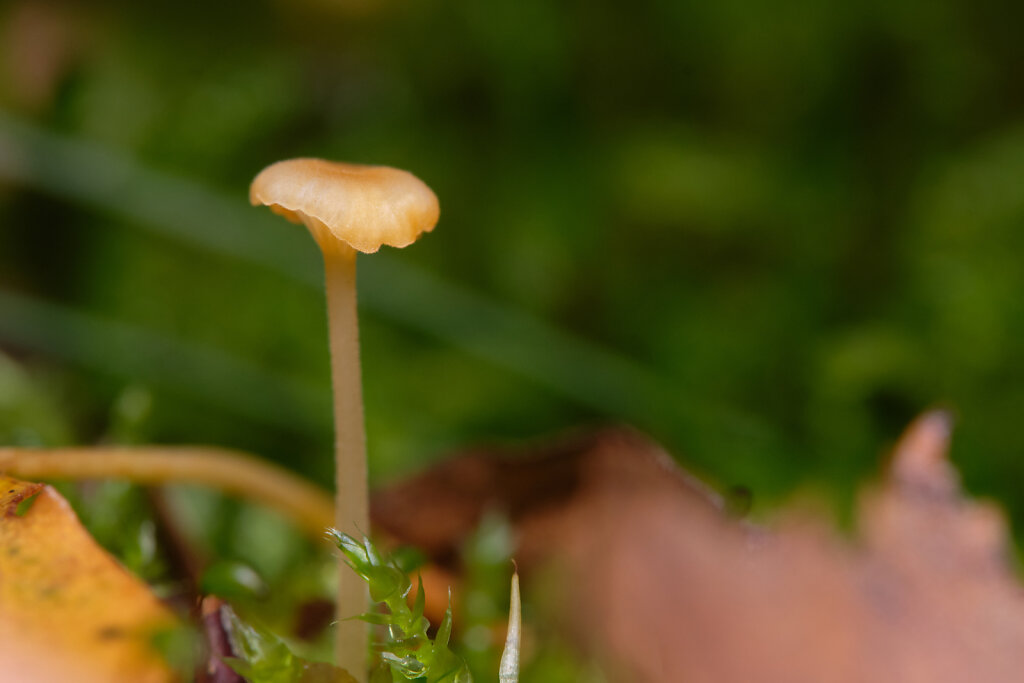 Cute Little Mushrooms III