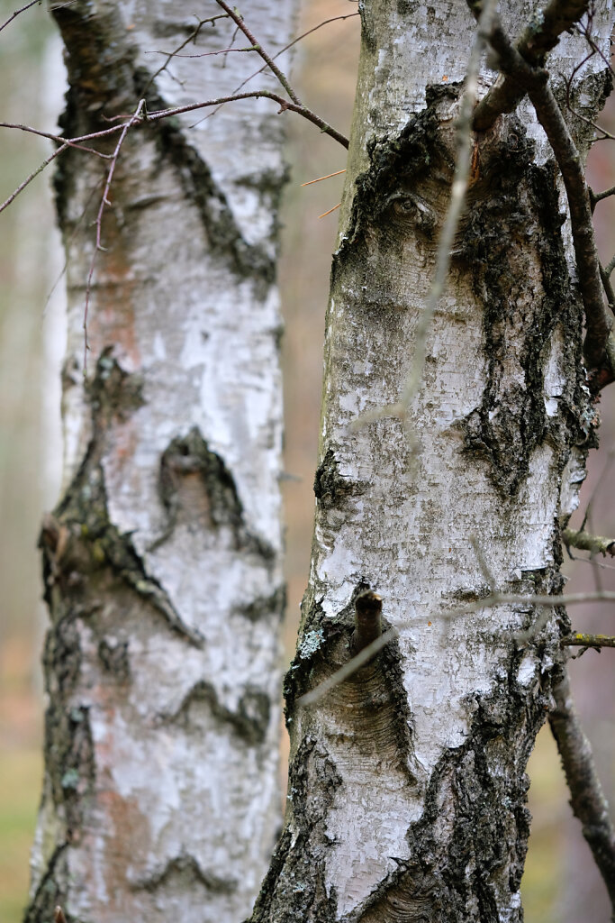 Beautiful Birch Bark