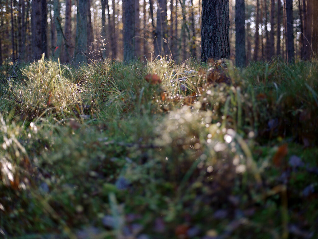Herbstwaldboden