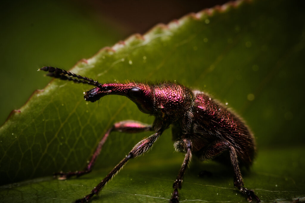 Colorful Little Guy