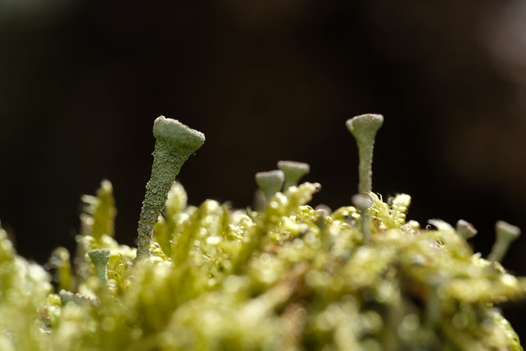 Little Mushrooms