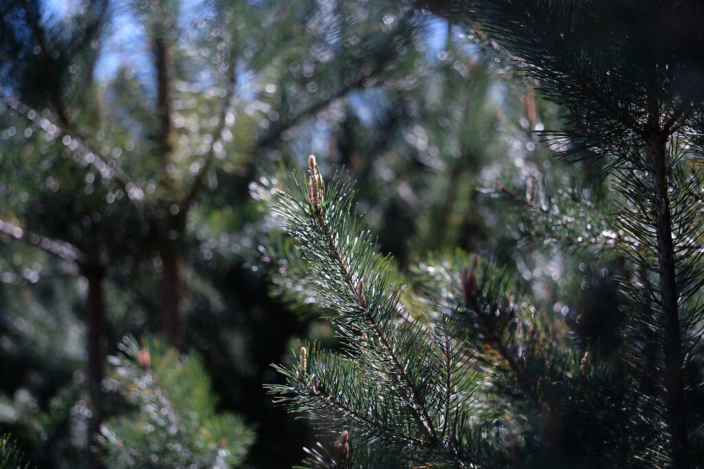 Needles In The Sun