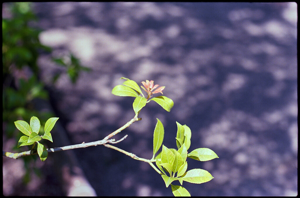 Bright Green