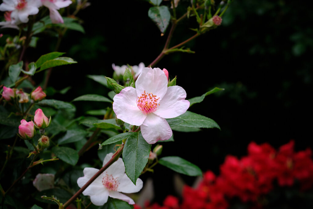 Moody Flowers I