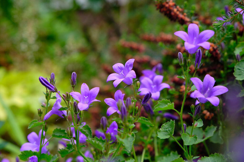 A Sea Of Purple I