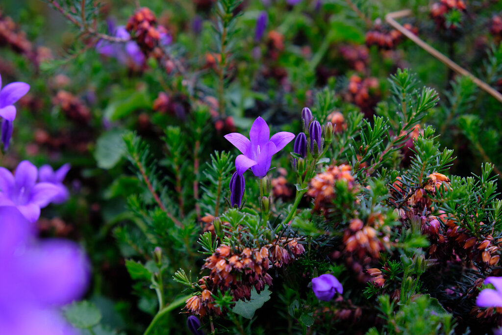 A Sea Of Purple II