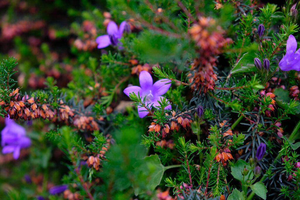 A Sea Of Purple III