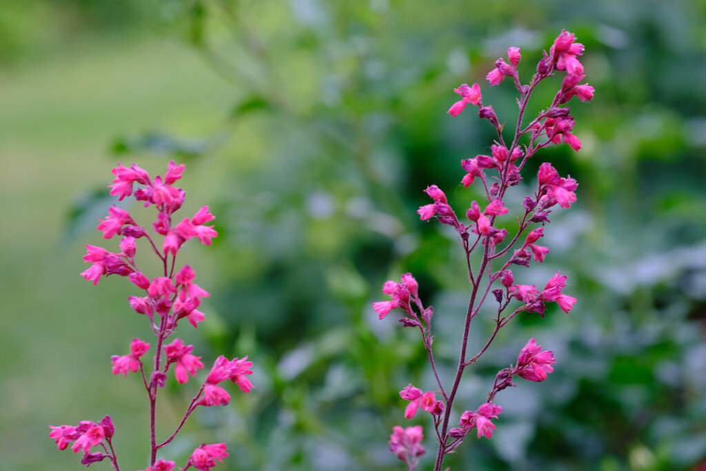 Pink Details I