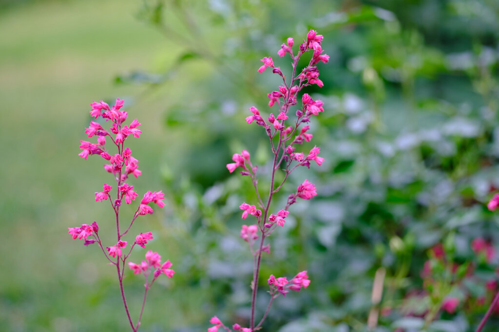 Pink Details II