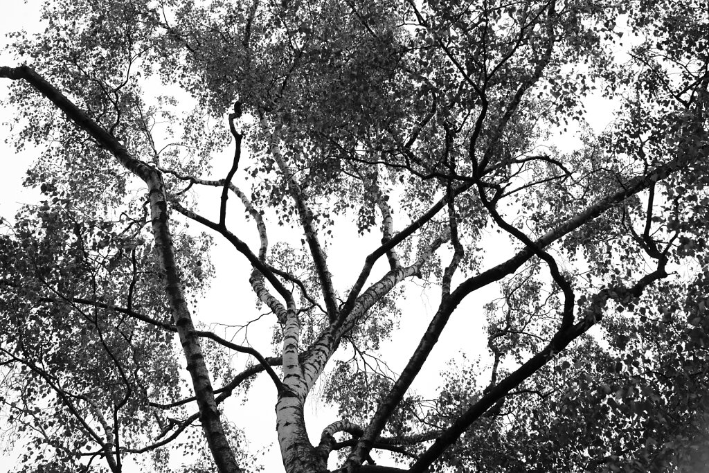 B&W Birch Tree