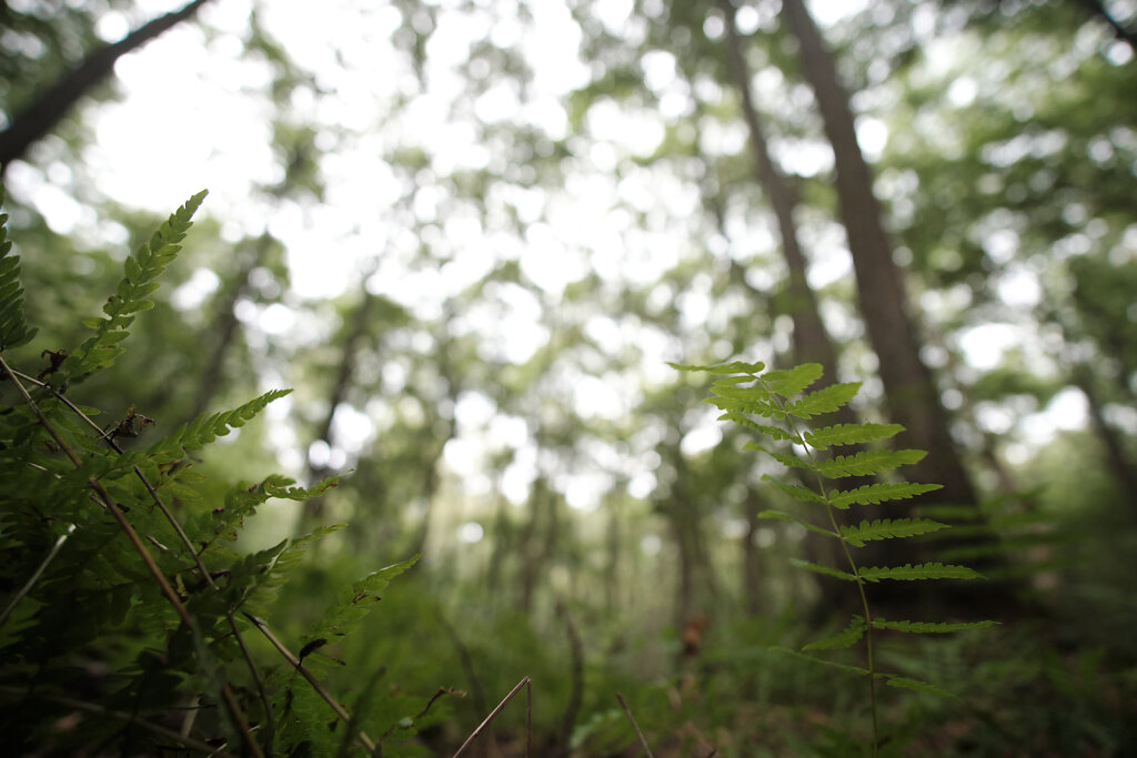 Fluffy Ferns I