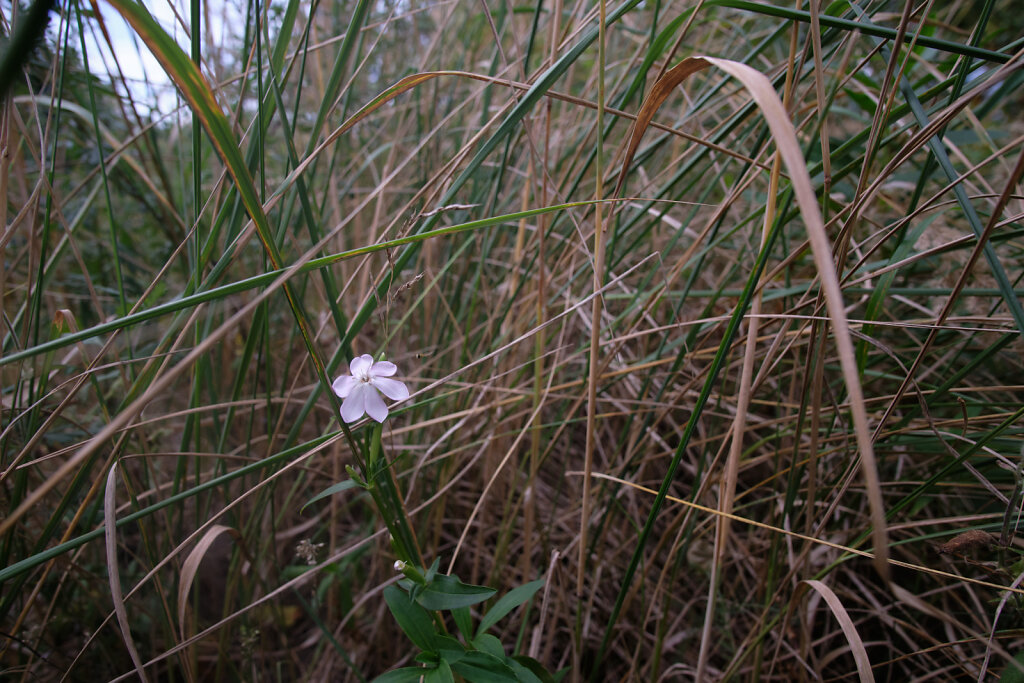 One Little Flower