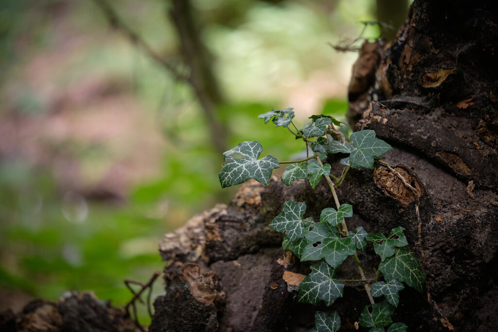 Growing Ivy